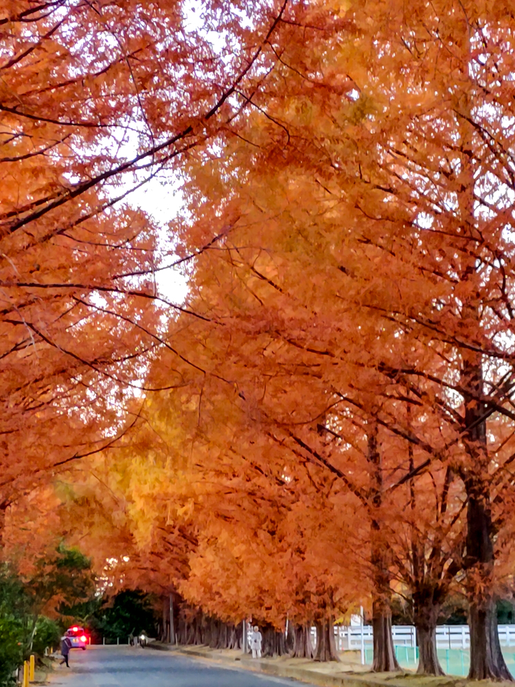 高師緑地、紅葉、メタセコイア並木、11月秋、愛知県豊橋市の観光・撮影スポットの画像と写真