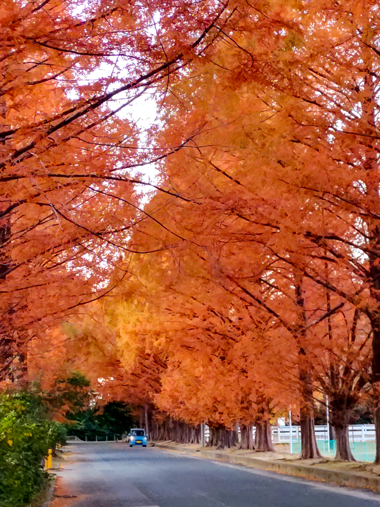 高師緑地、紅葉、メタセコイア並木、11月秋、愛知県豊橋市の観光・撮影スポットの画像と写真