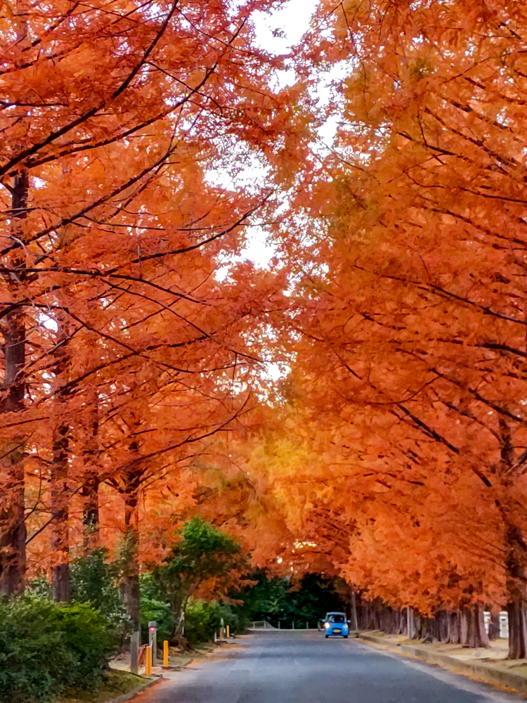 高師緑地、紅葉、メタセコイア並木、11月秋、愛知県豊橋市の観光・撮影スポットの画像と写真