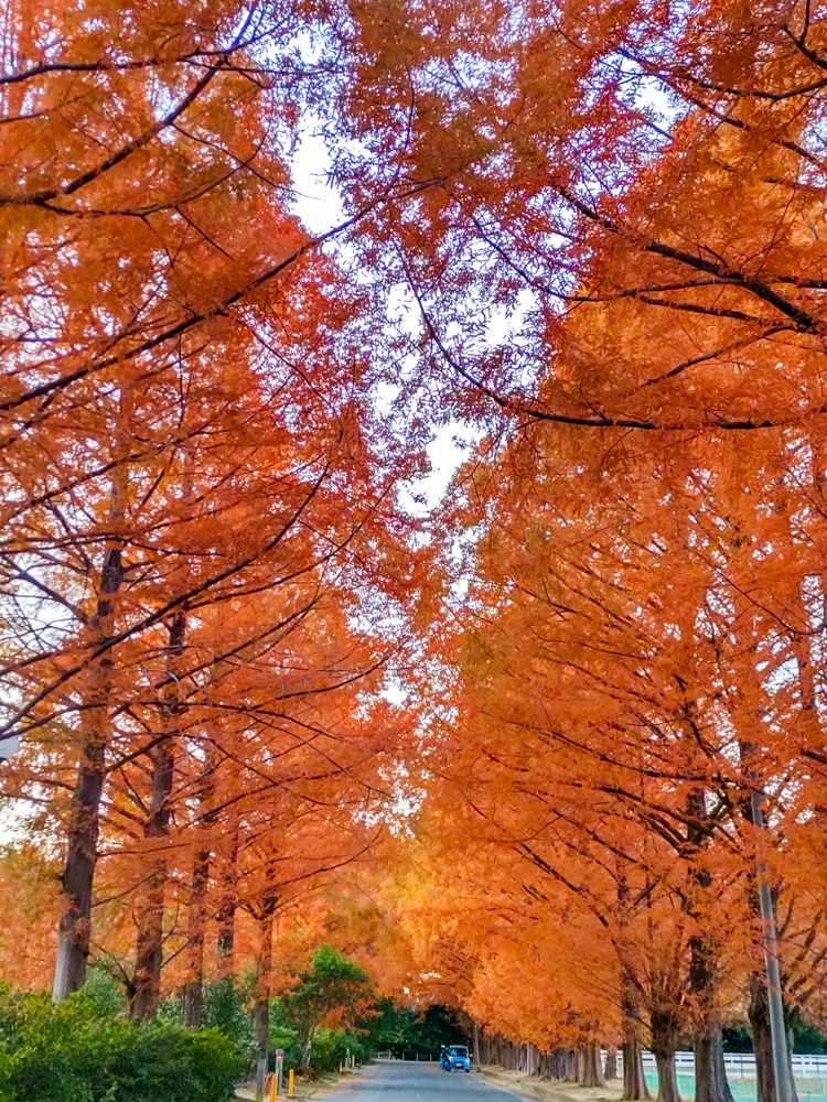 高師緑地、紅葉、メタセコイア並木、11月秋、愛知県豊橋市の観光・撮影スポットの画像と写真