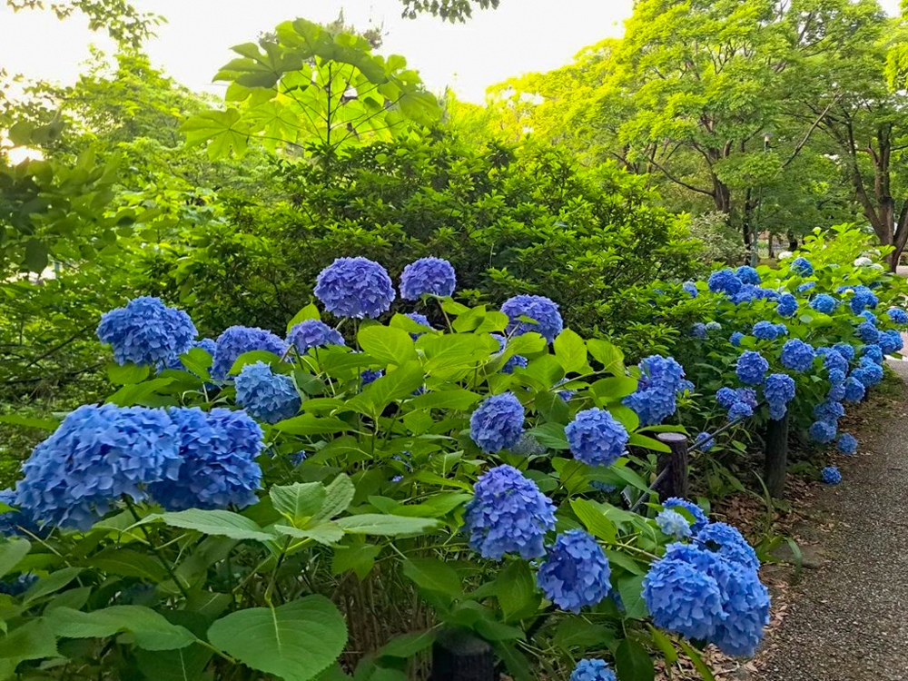 鶴舞公園、あじさい、6月夏の花、名古屋市昭和区の観光・撮影スポットの画像と写真