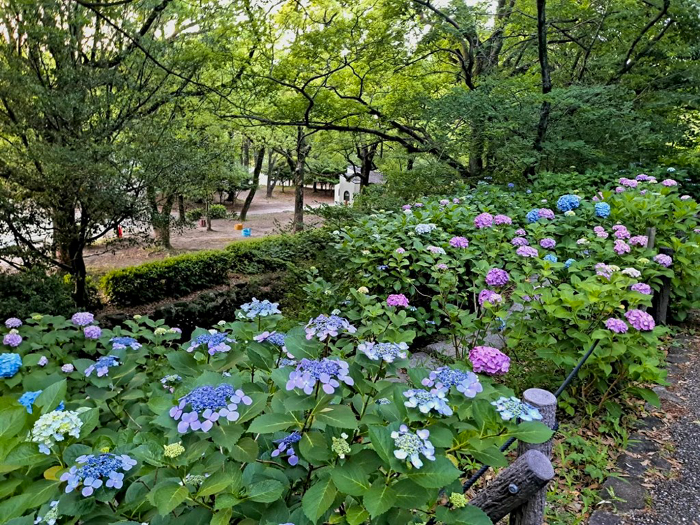 鶴舞公園、あじさい、6月夏の花、名古屋市昭和区の観光・撮影スポットの画像と写真