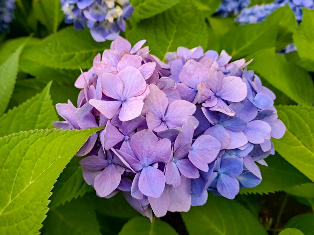 鶴舞公園、あじさい、6月夏の花、名古屋市昭和区の観光・撮影スポットの画像と写真