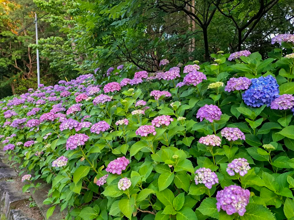 鶴舞公園、あじさい、6月夏の花、名古屋市昭和区の観光・撮影スポットの画像と写真