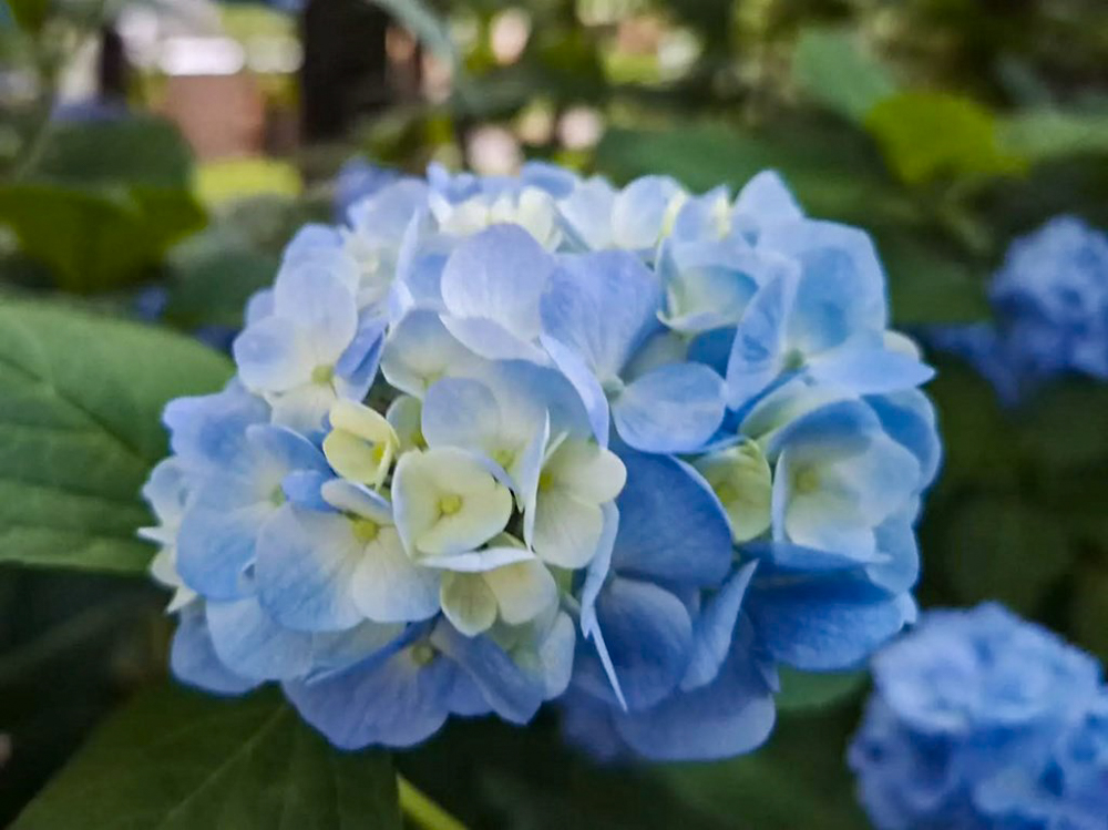 鶴舞公園、あじさい、6月夏の花、名古屋市昭和区の観光・撮影スポットの画像と写真