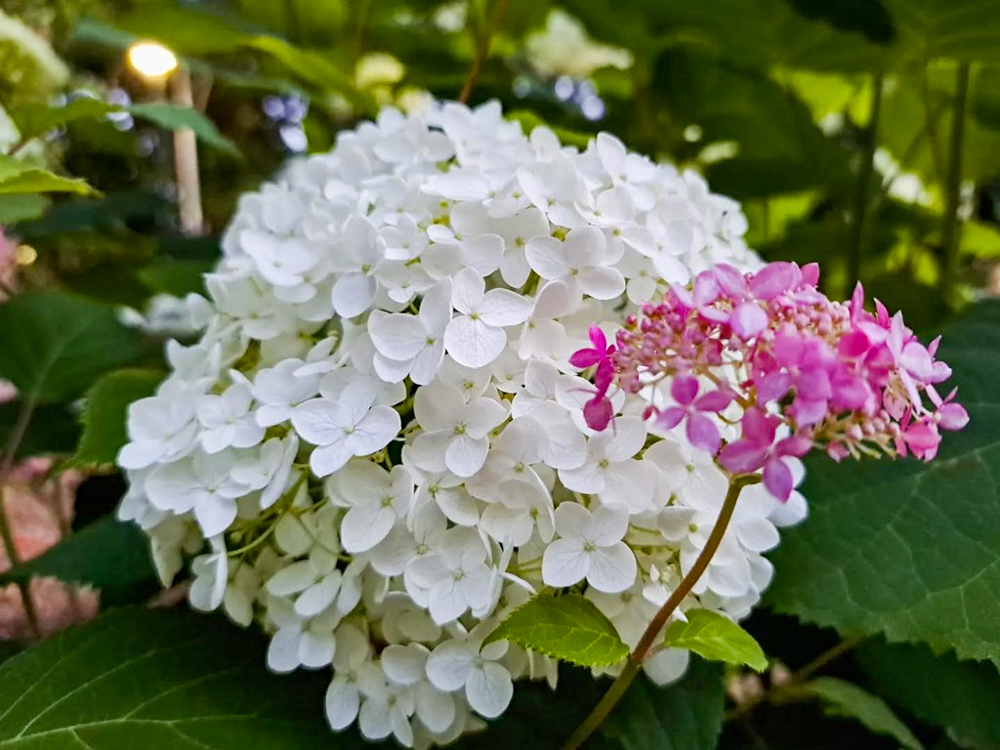 鶴舞公園、あじさい、6月夏の花、名古屋市昭和区の観光・撮影スポットの画像と写真