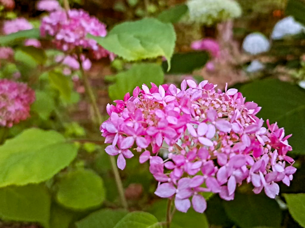 鶴舞公園、あじさい、6月夏の花、名古屋市昭和区の観光・撮影スポットの画像と写真