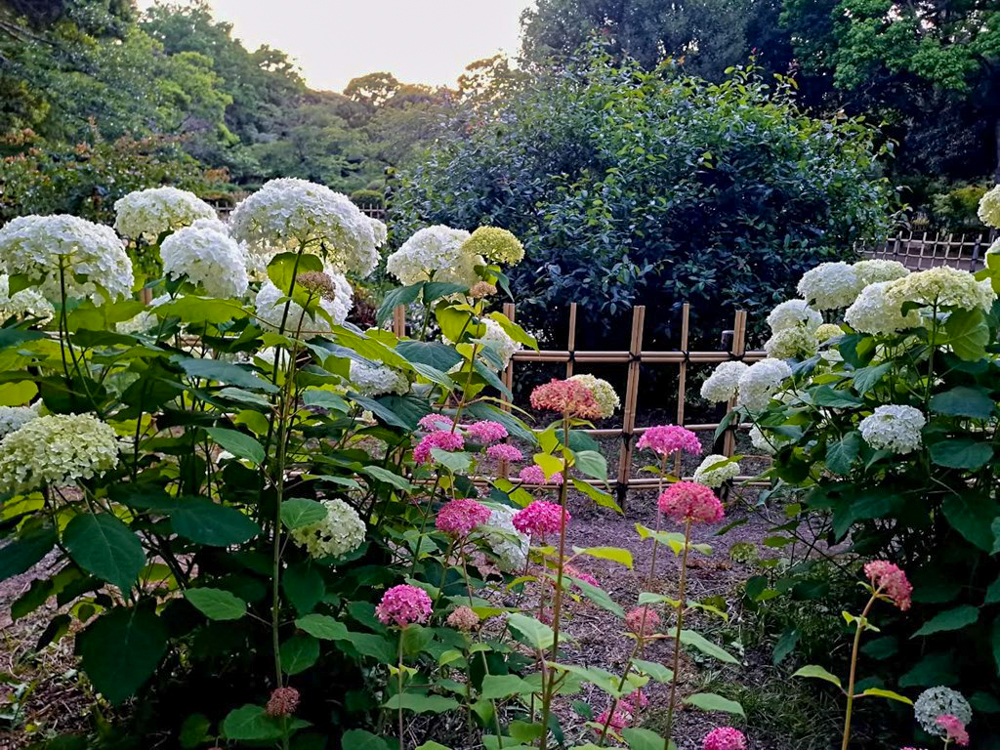 鶴舞公園、あじさい、6月夏の花、名古屋市昭和区の観光・撮影スポットの画像と写真