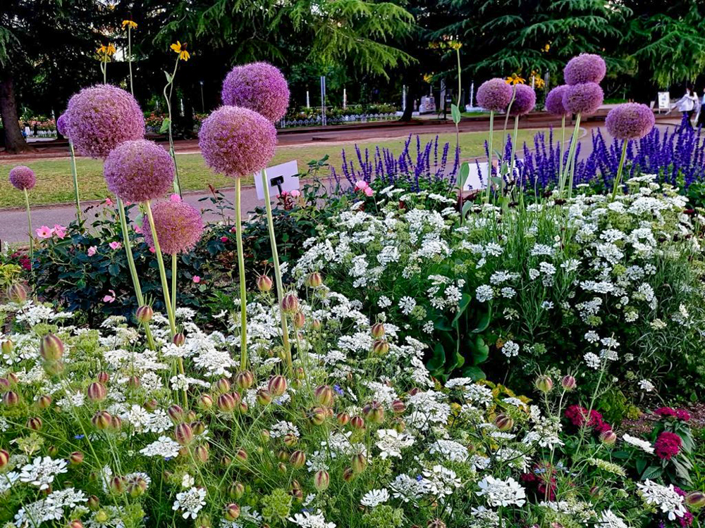 鶴舞公園、あじさい、6月夏の花、名古屋市昭和区の観光・撮影スポットの画像と写真