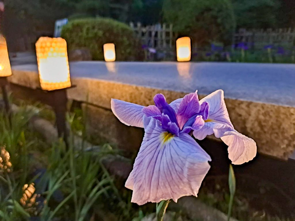 鶴舞公園、花しょうぶ、ライトアップ、6月夏の花、名古屋市昭和区の観光・撮影スポットの画像と写真