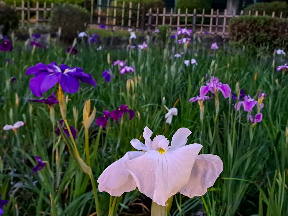 鶴舞公園、花しょうぶ、ライトアップ、6月夏の花、名古屋市昭和区の観光・撮影スポットの画像と写真