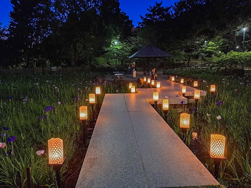 鶴舞公園、花しょうぶ、ライトアップ、6月夏の花、名古屋市昭和区の観光・撮影スポットの画像と写真