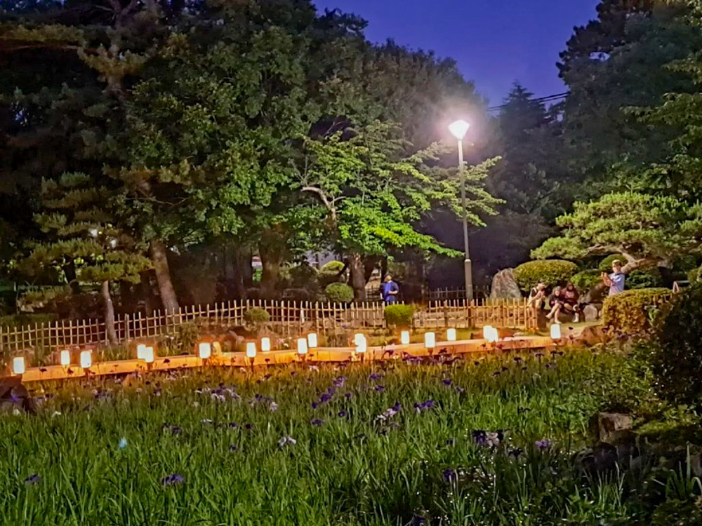 鶴舞公園、花しょうぶ、ライトアップ、6月夏の花、名古屋市昭和区の観光・撮影スポットの画像と写真