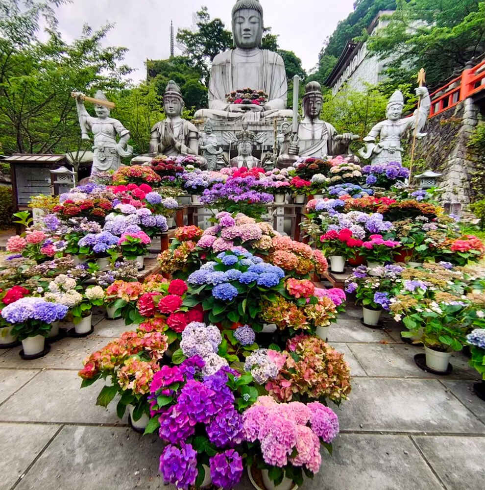 壷阪寺、あじさい、6月の夏の花、奈良県高市郡高取町の観光・撮影スポットの名所