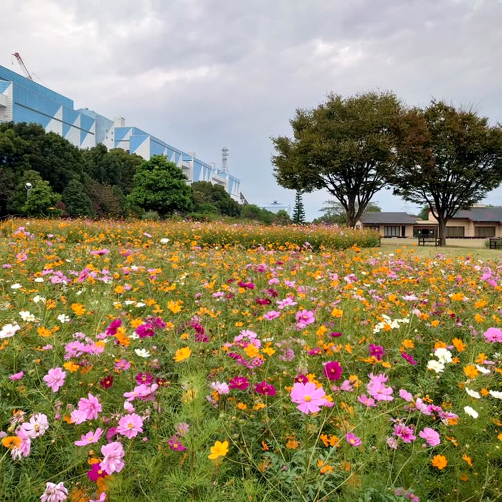 JERA park HEKINAN 、コスモス、秋の花、愛知県碧南市の観光・撮影スポットの画像と写真