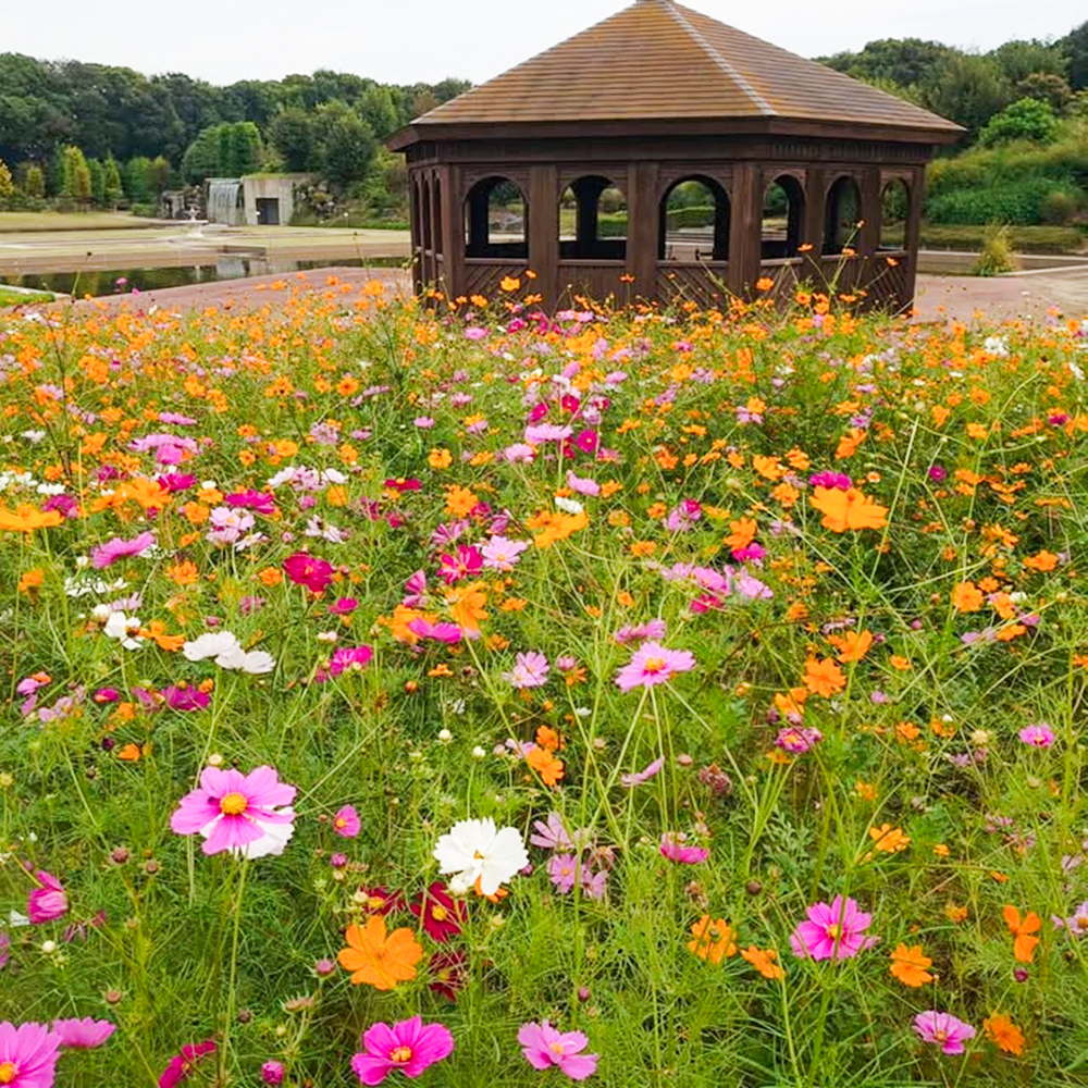 JERA park HEKINAN 、コスモス、秋の花、愛知県碧南市の観光・撮影スポットの画像と写真