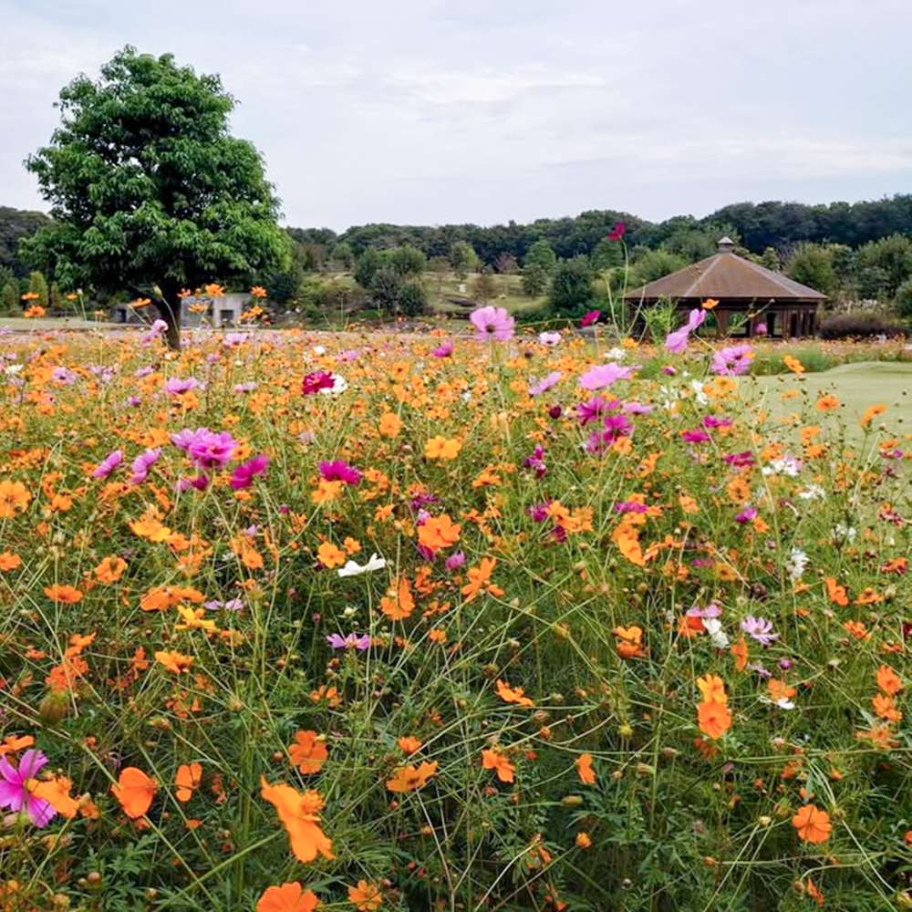 JERA park HEKINAN 、コスモス、秋の花、愛知県碧南市の観光・撮影スポットの画像と写真