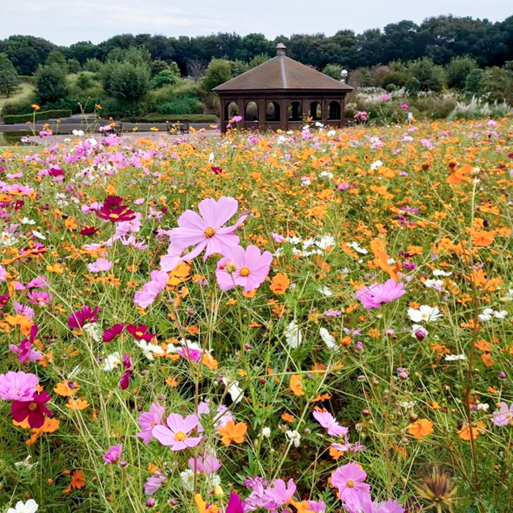 JERA park HEKINAN 、コスモス、秋の花、愛知県碧南市の観光・撮影スポットの画像と写真