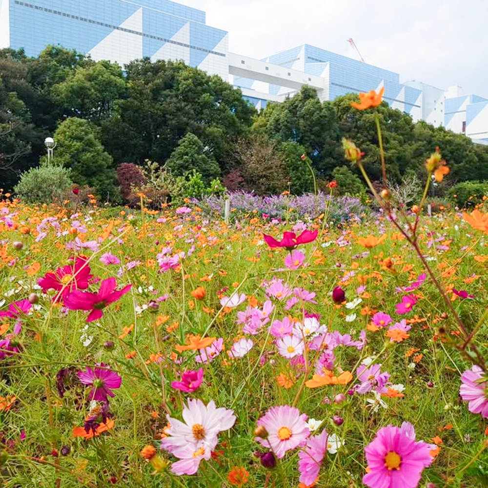 JERA park HEKINAN 、コスモス、秋の花、愛知県碧南市の観光・撮影スポットの画像と写真