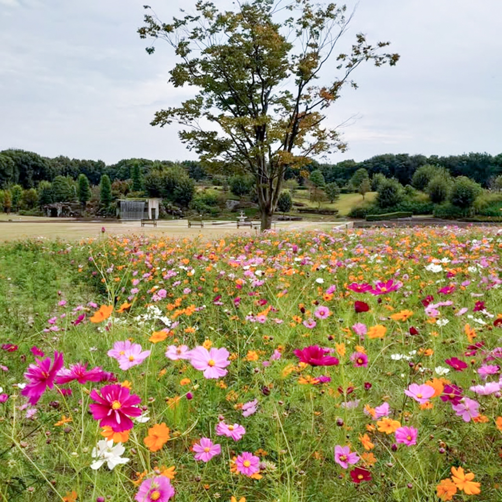 JERA park HEKINAN 、コスモス、秋の花、愛知県碧南市の観光・撮影スポットの画像と写真