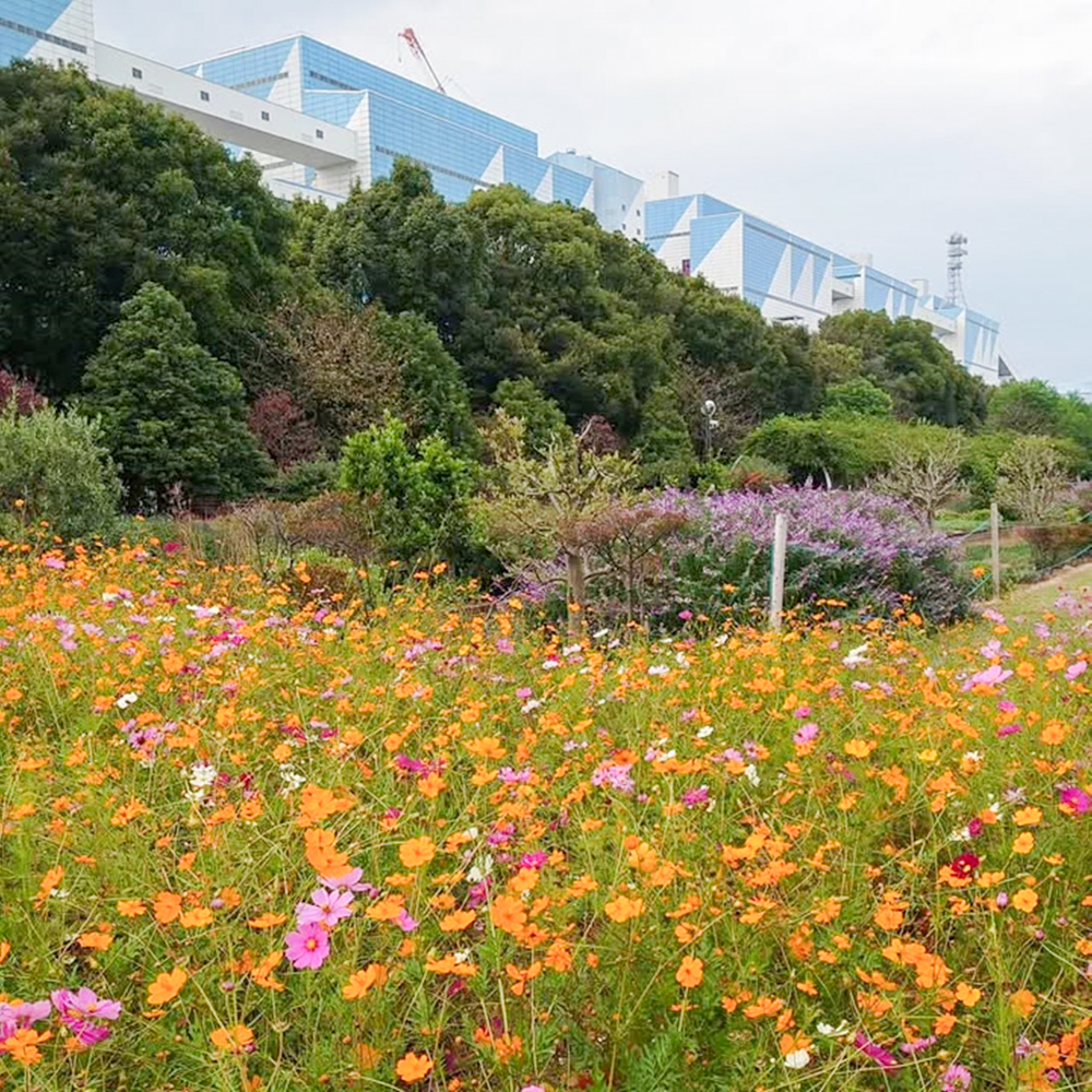 JERA park HEKINAN 、コスモス、秋の花、愛知県碧南市の観光・撮影スポットの画像と写真