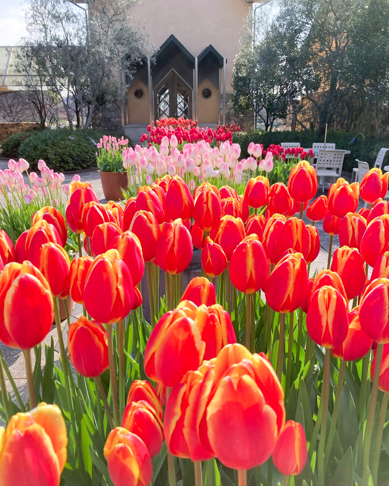 なばなの里（アイスチューリップ） 、1月冬の花、三重県桑名市の観光・撮影スポットの画像と写真