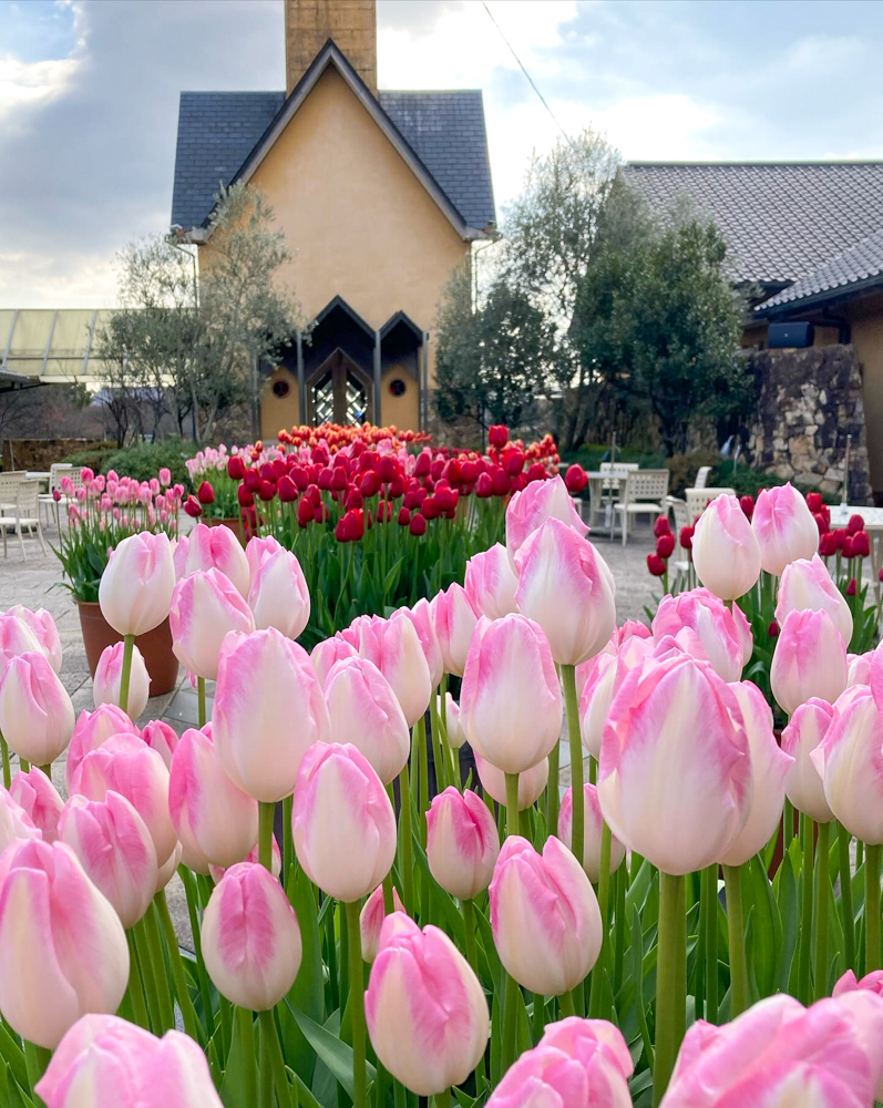 なばなの里（アイスチューリップ） 、1月冬の花、三重県桑名市の観光・撮影スポットの画像と写真