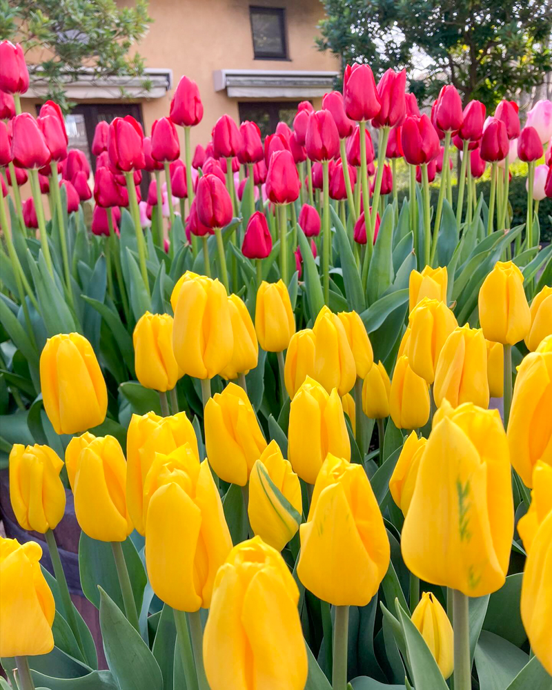 なばなの里（アイスチューリップ） 、1月冬の花、三重県桑名市の観光・撮影スポットの画像と写真