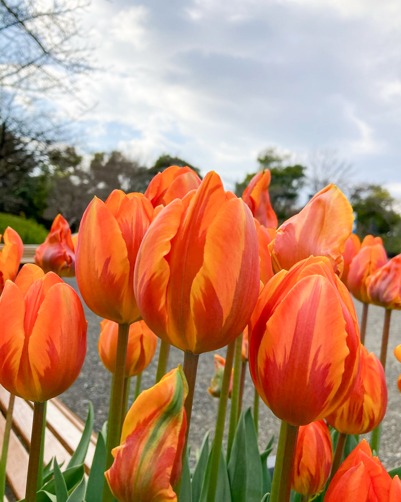 なばなの里（アイスチューリップ） 、1月冬の花、三重県桑名市の観光・撮影スポットの画像と写真