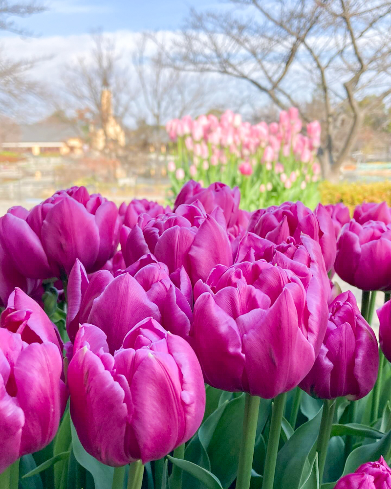 なばなの里（アイスチューリップ） 、1月冬の花、三重県桑名市の観光・撮影スポットの画像と写真