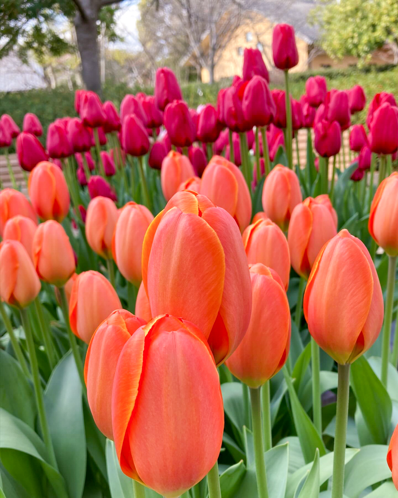 なばなの里（アイスチューリップ） 、1月冬の花、三重県桑名市の観光・撮影スポットの画像と写真