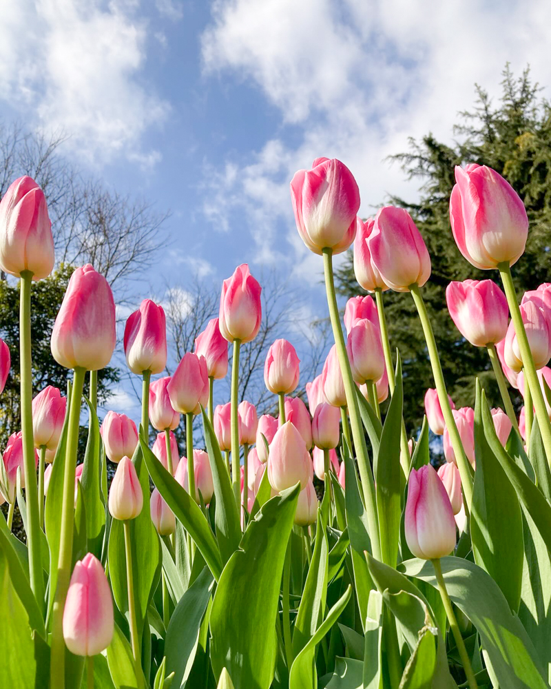 なばなの里（アイスチューリップ） 、1月冬の花、三重県桑名市の観光・撮影スポットの画像と写真