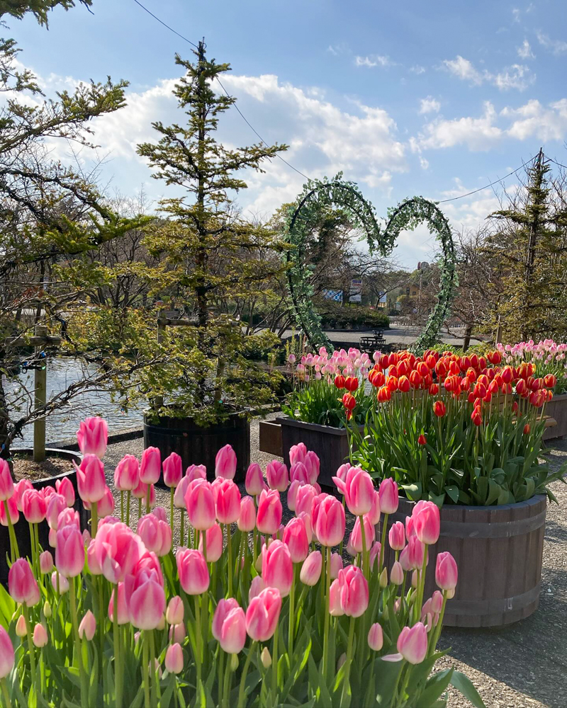 なばなの里（アイスチューリップ） 、1月冬の花、三重県桑名市の観光・撮影スポットの画像と写真