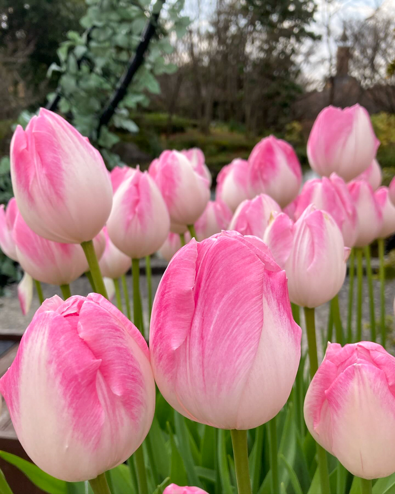 なばなの里（アイスチューリップ） 、1月冬の花、三重県桑名市の観光・撮影スポットの画像と写真