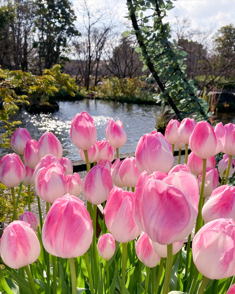 なばなの里（アイスチューリップ） 、1月冬の花、三重県桑名市の観光・撮影スポットの画像と写真