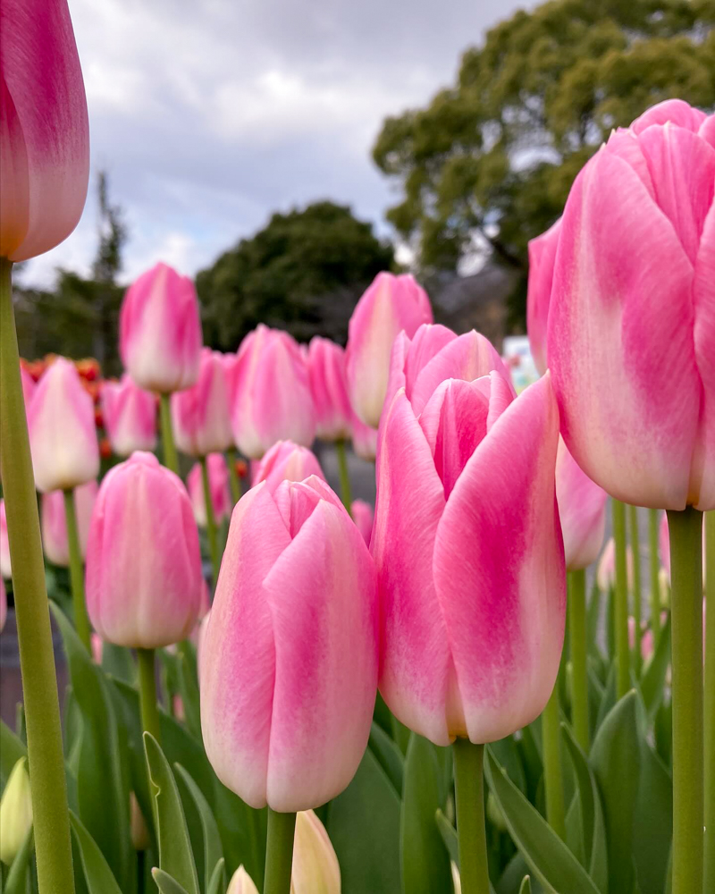 なばなの里（アイスチューリップ） 、1月冬の花、三重県桑名市の観光・撮影スポットの画像と写真