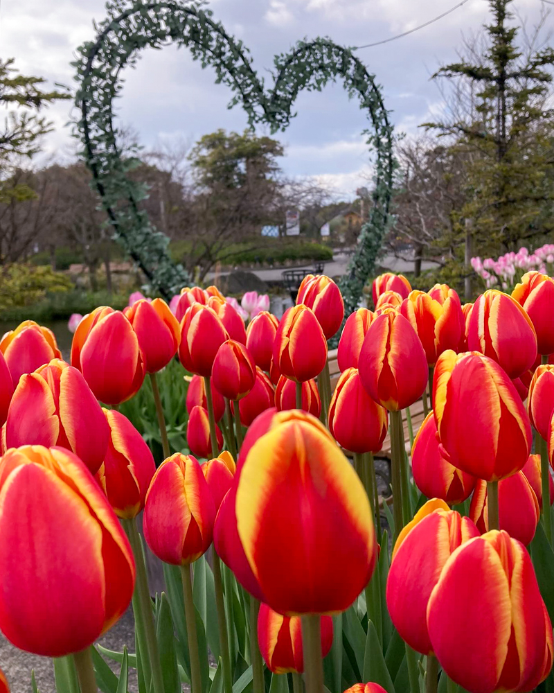 なばなの里（アイスチューリップ） 、1月冬の花、三重県桑名市の観光・撮影スポットの画像と写真