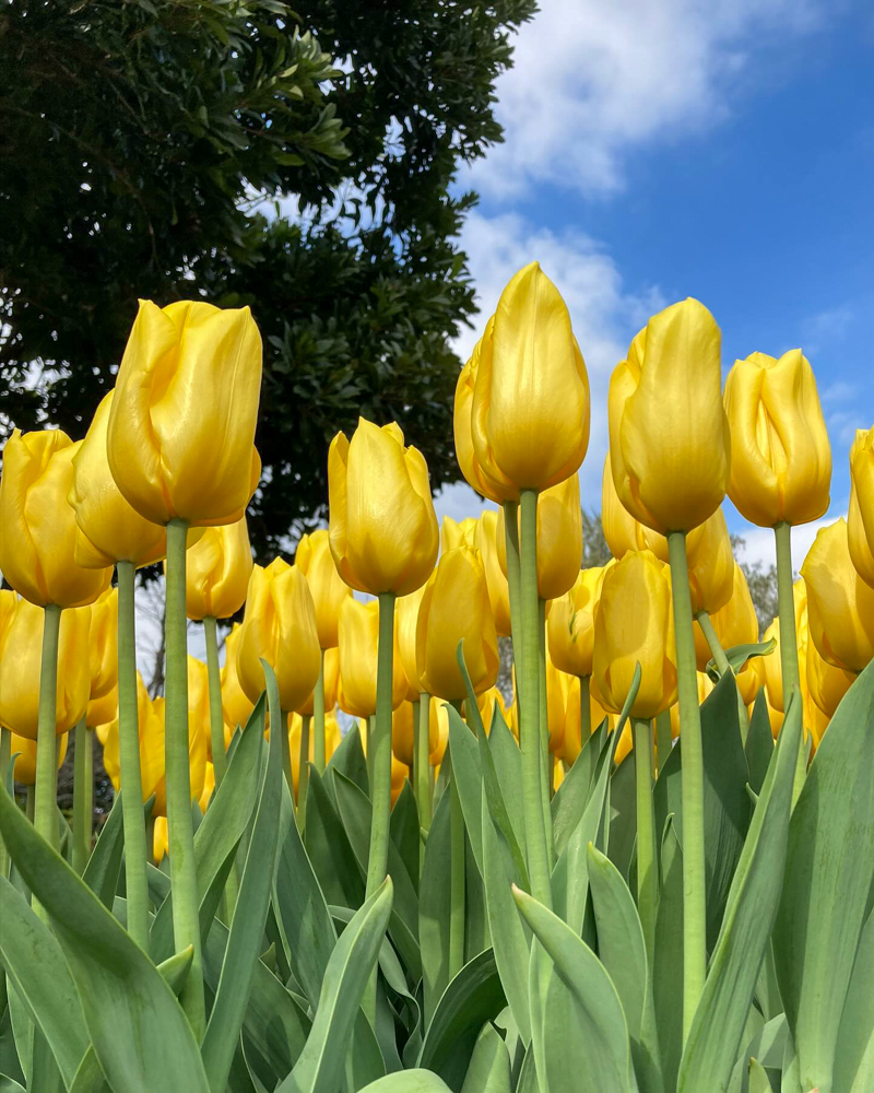 なばなの里（アイスチューリップ） 、1月冬の花、三重県桑名市の観光・撮影スポットの画像と写真