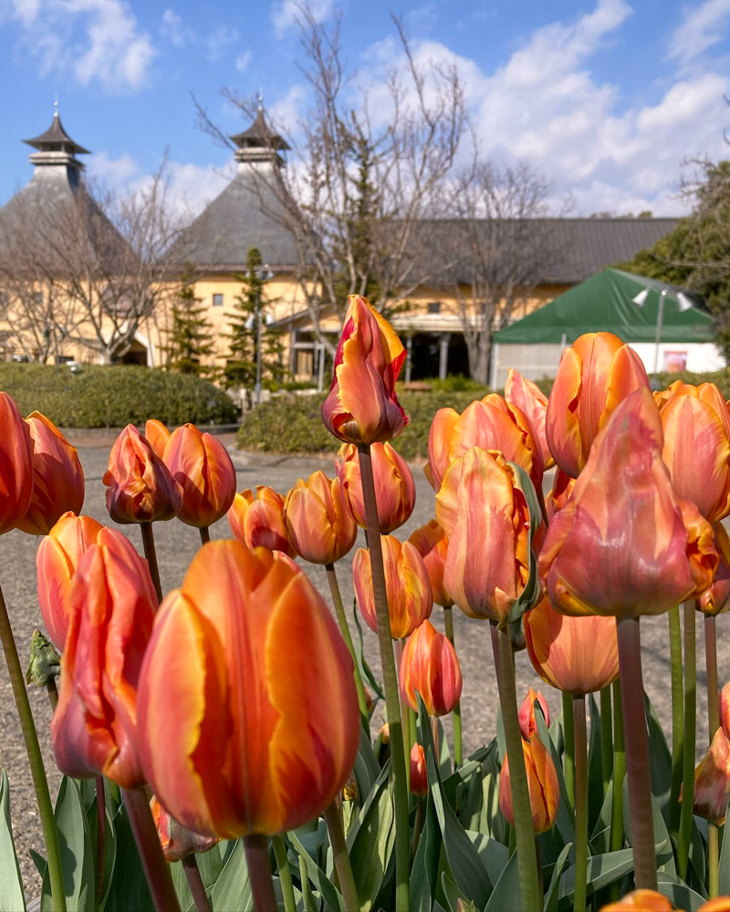 なばなの里（アイスチューリップ） 、1月冬の花、三重県桑名市の観光・撮影スポットの画像と写真