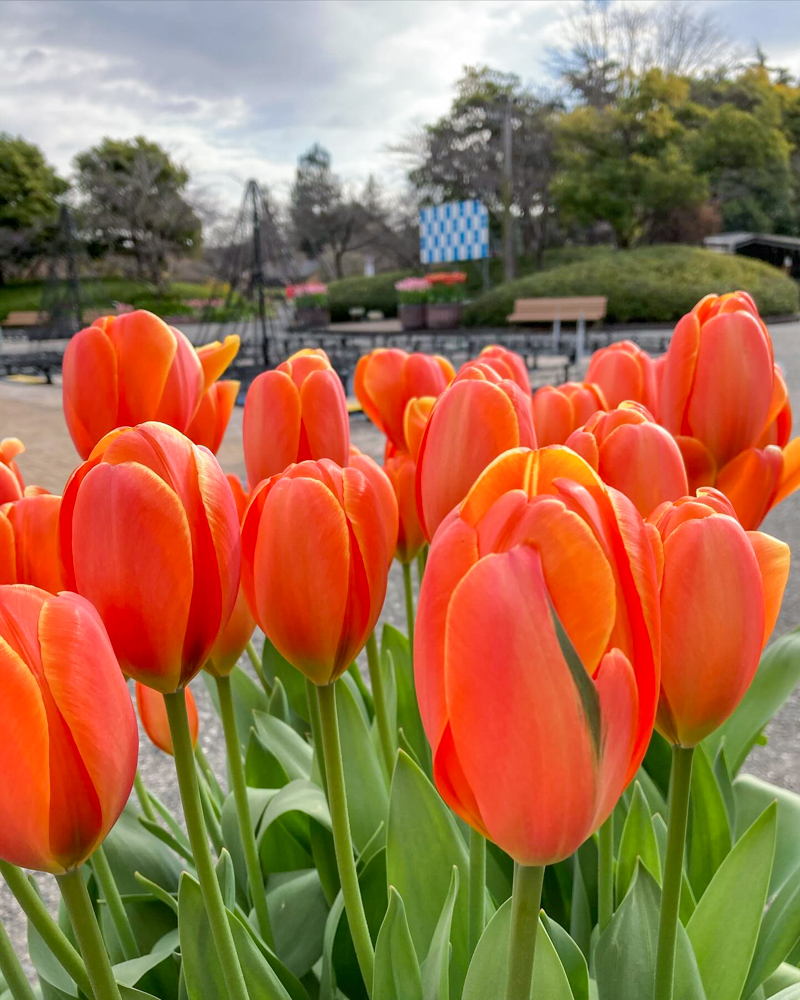 なばなの里（アイスチューリップ） 、1月冬の花、三重県桑名市の観光・撮影スポットの画像と写真