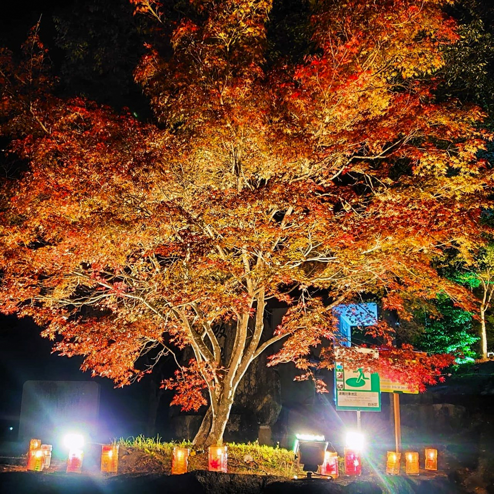 木瀬八柱神社、ふじおか紅葉まつり、ライトアップ、11月秋、愛知県豊田市の観光・撮影スポットの名所