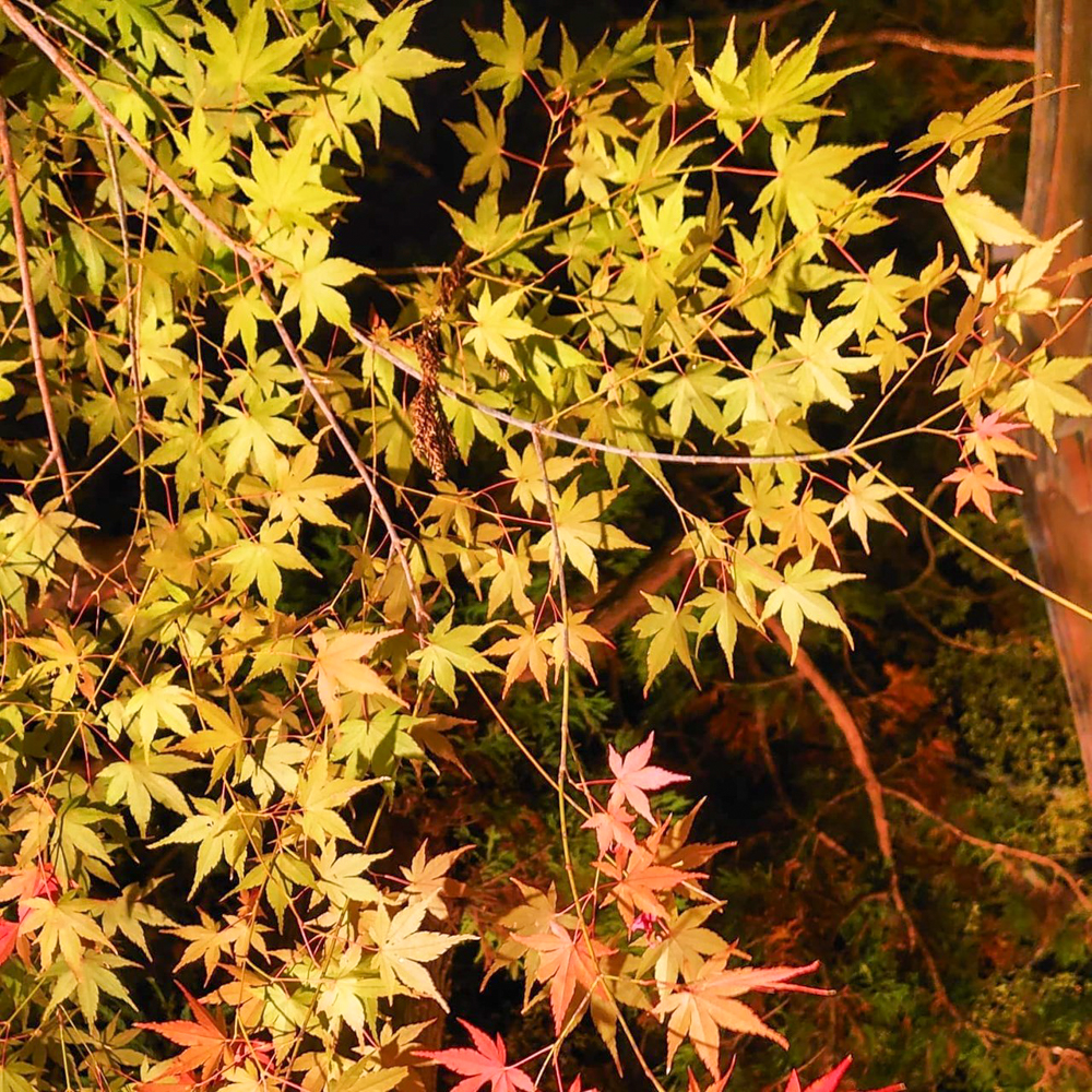 木瀬八柱神社、ふじおか紅葉まつり、ライトアップ、11月秋、愛知県豊田市の観光・撮影スポットの名所