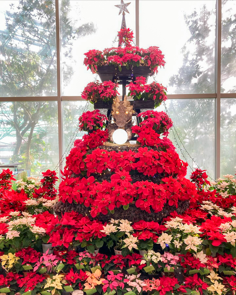 みずの森水生植物園、クリスマス、12月冬、滋賀県蒲生郡の観光・撮影スポットの名所