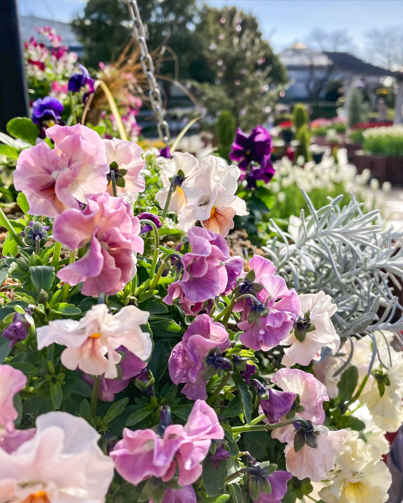 みずの森水生植物園、12月冬、滋賀県蒲生郡の観光・撮影スポットの名所