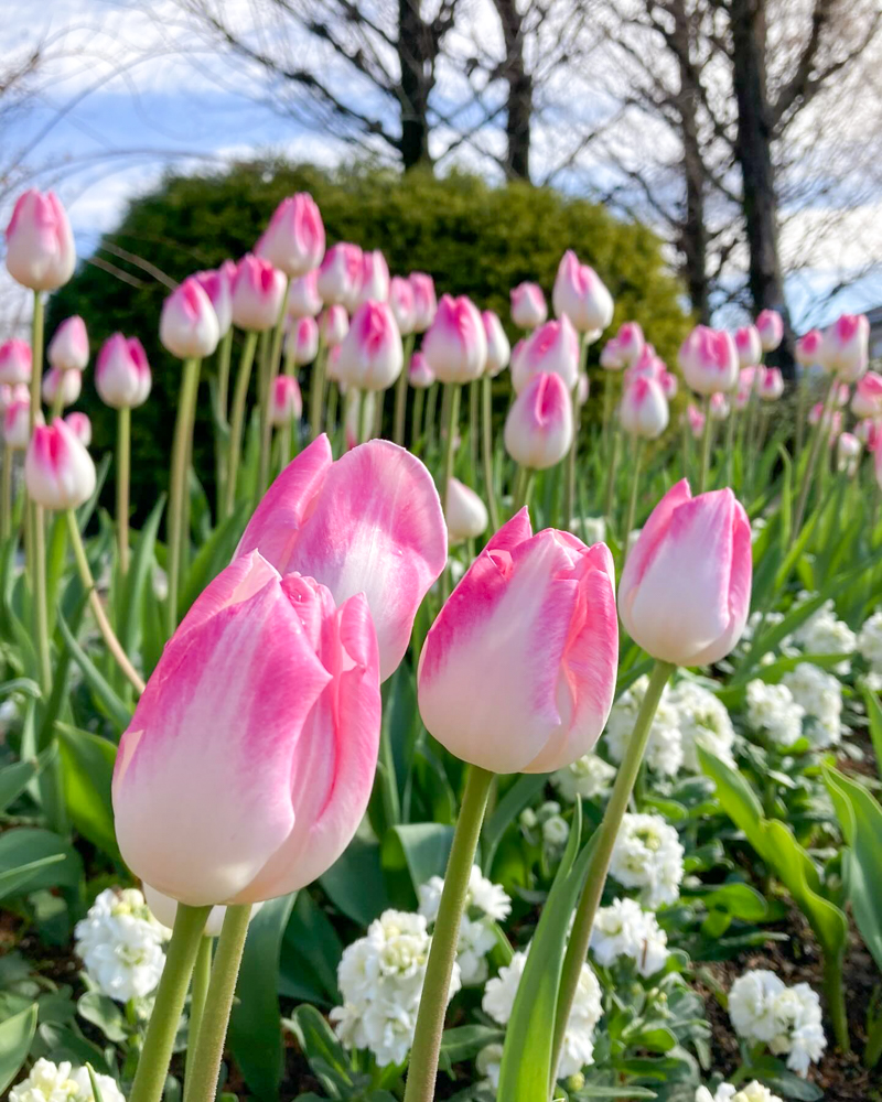 みずの森水生植物園、アイスチューリップ、12月冬の花、滋賀県蒲生郡の観光・撮影スポットの名所