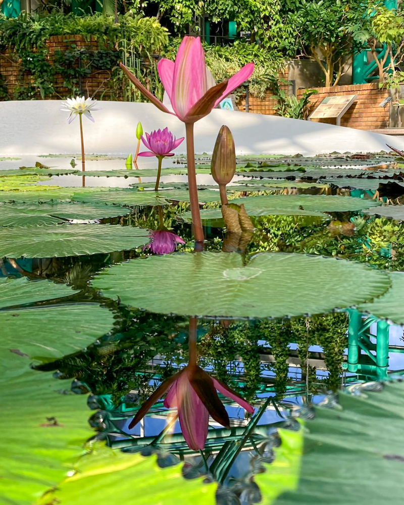 みずの森水生植物園、12月冬の花、滋賀県蒲生郡の観光・撮影スポットの名所