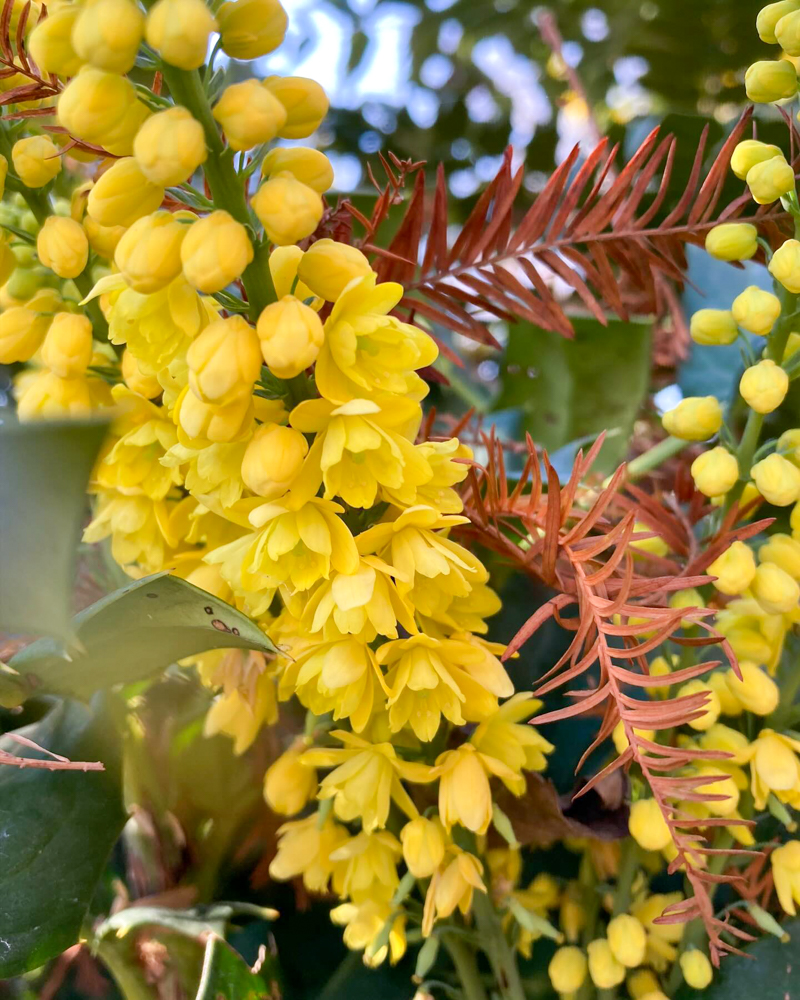 みずの森水生植物園、12月冬の花、滋賀県蒲生郡の観光・撮影スポットの名所