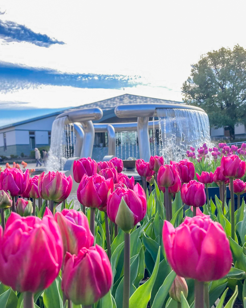 みずの森水生植物園、アイスチューリップ、12月冬の花、滋賀県蒲生郡の観光・撮影スポットの名所