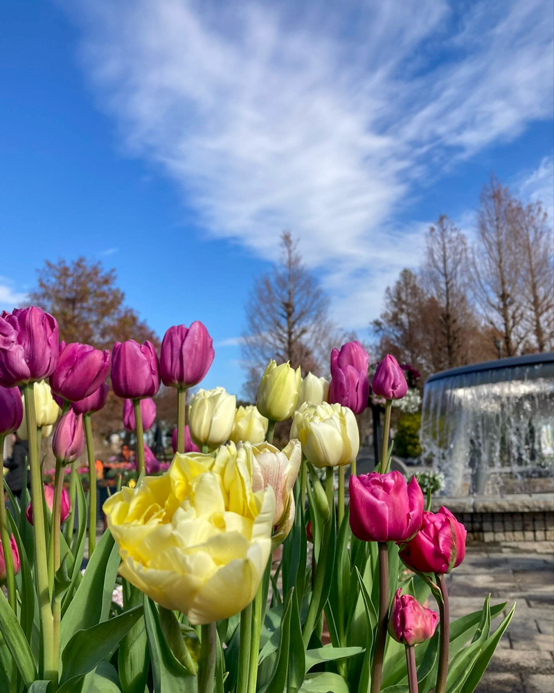 みずの森水生植物園、アイスチューリップ、12月冬の花、滋賀県蒲生郡の観光・撮影スポットの名所