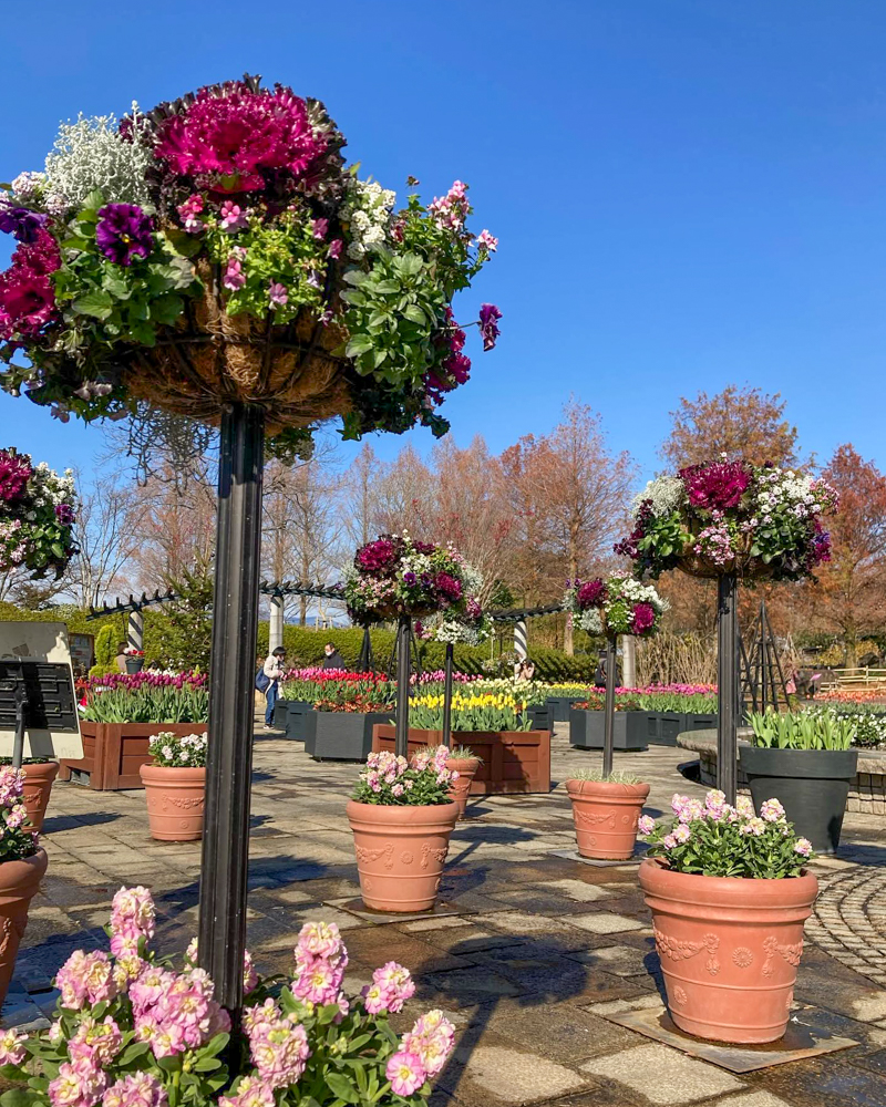 みずの森水生植物園、12月冬の花、滋賀県蒲生郡の観光・撮影スポットの名所ューリップ、12月冬の花、滋賀県蒲生郡の観光・撮影スポットの名所